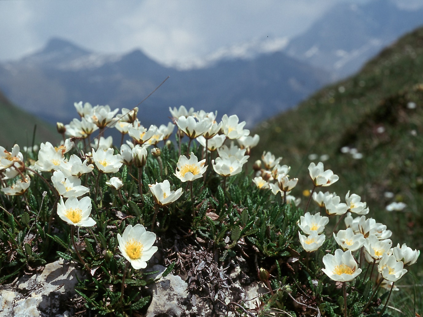 DRYAS