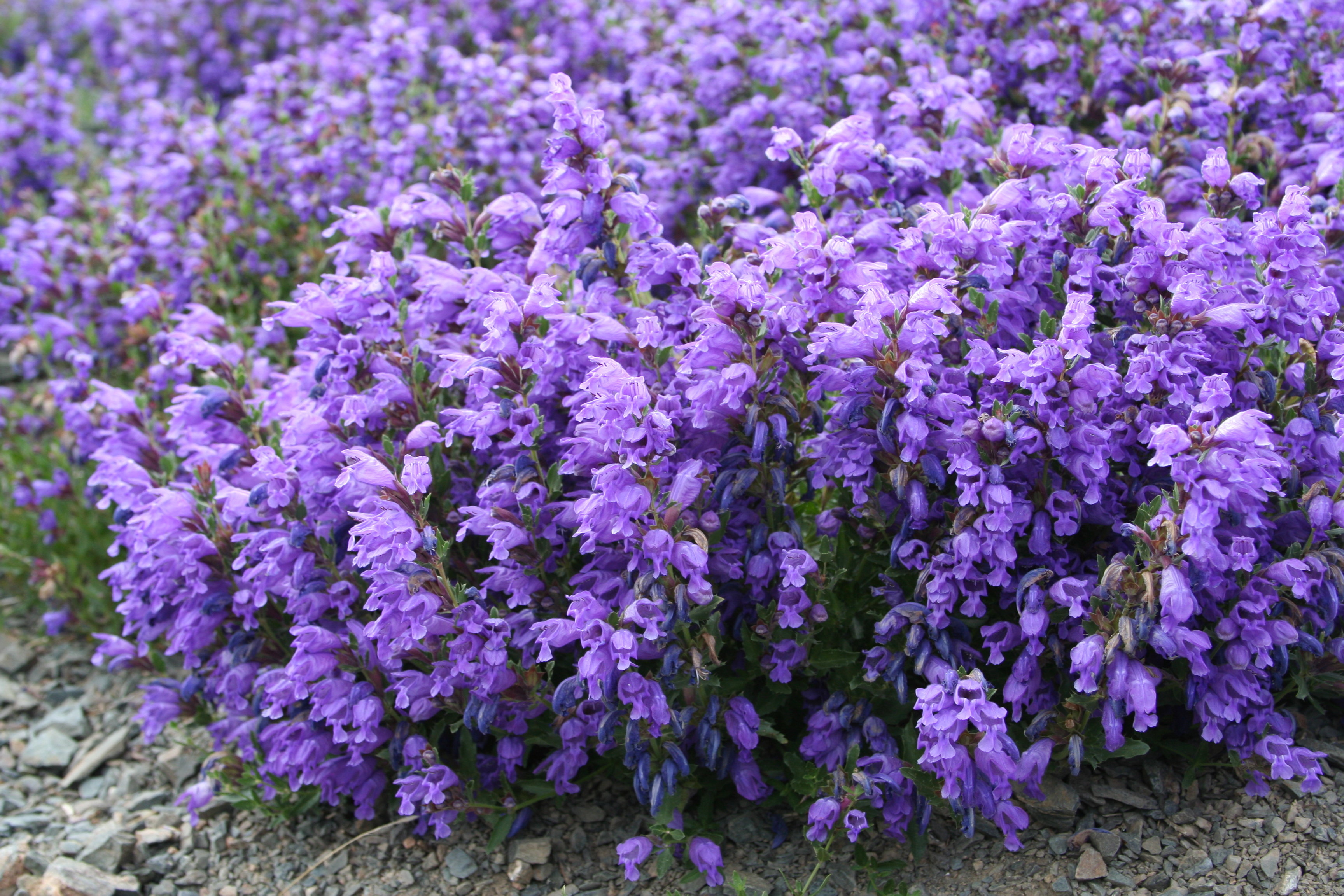 DRACOCEPHALUM