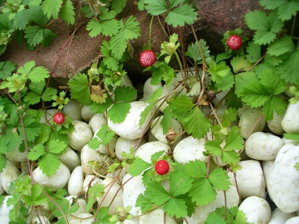 DUCHESNEA