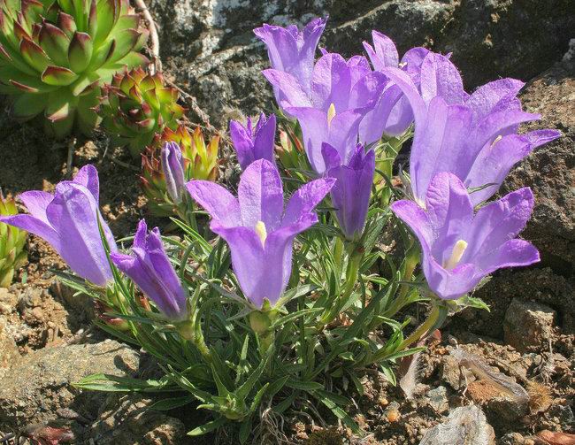 EDRAIANTHUS