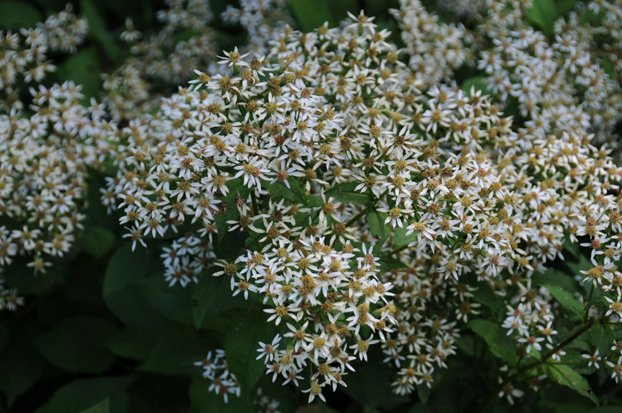 EURYBIA
