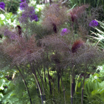 FOENICULUM