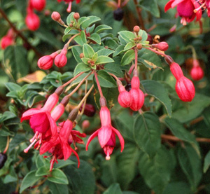 FUCHSIA
