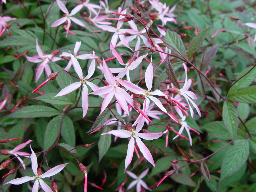 GILLENIA