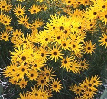 HELIANTHUS