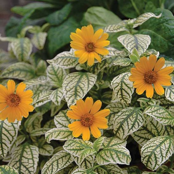 HELIOPSIS