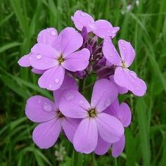 HESPERIS