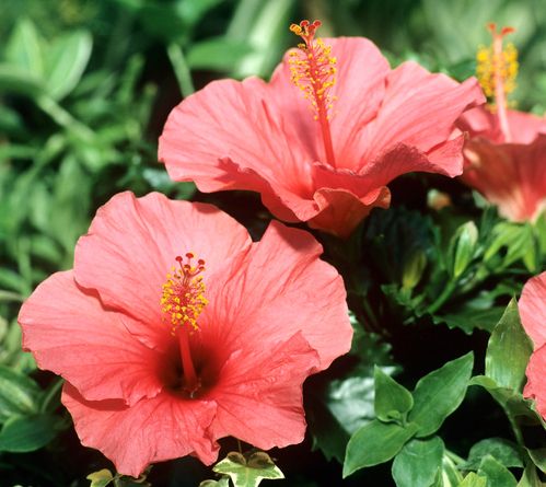 HIBISCUS