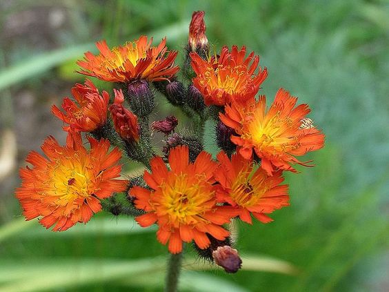 HIERACIUM