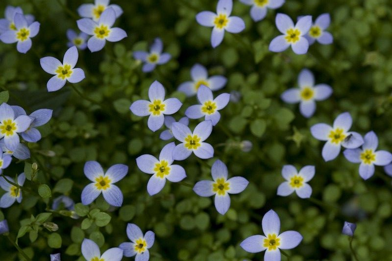 HOUSTONIA
