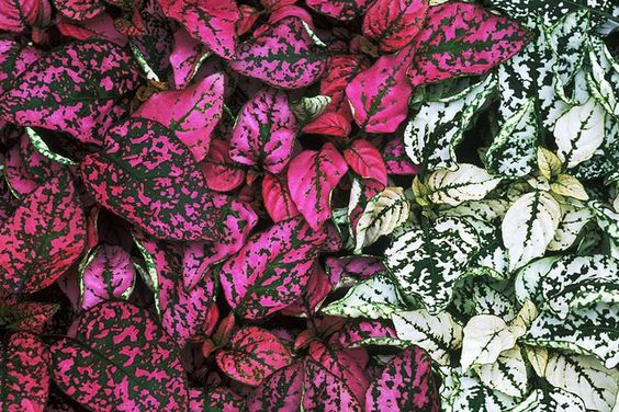 HYPOESTES