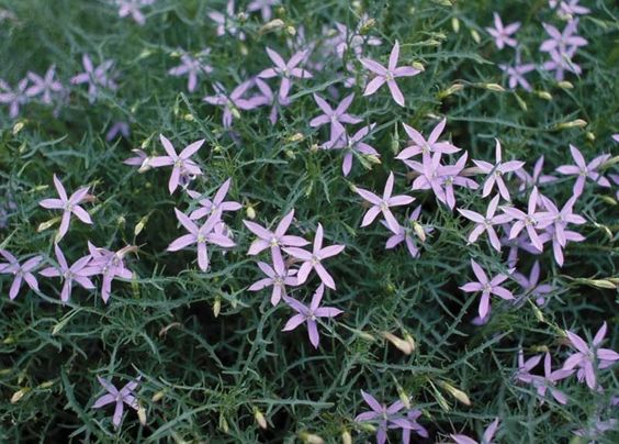 ISOTOMA