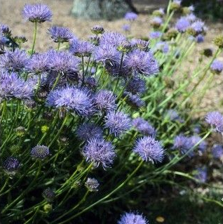 JASIONE