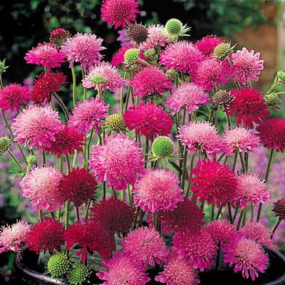 KNAUTIA