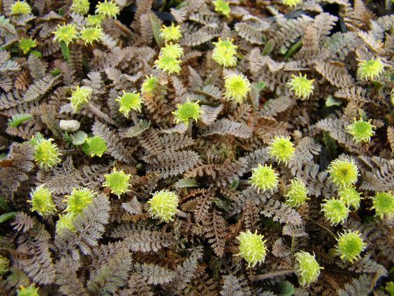 LEPTINELLA