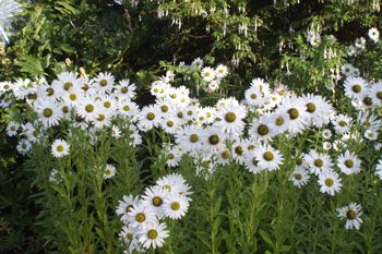 LEUCANTHEMELLA