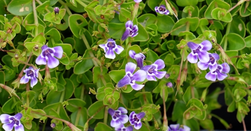 LINDERNIA