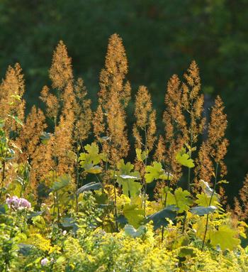 MACLEAYA