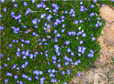 MAZUS