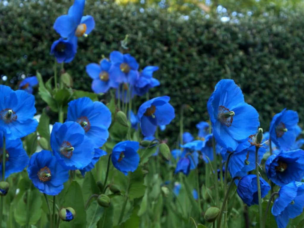 MECONOPSIS