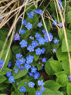 OMPHALODES