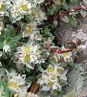 PARONYCHIA