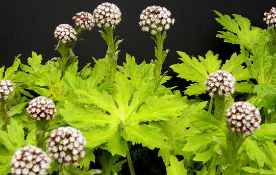 PETASITES<br /><span>Japanese Butter Bur</span>