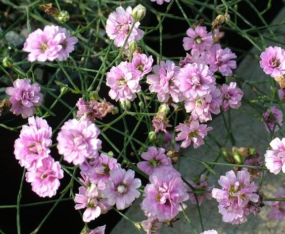 PETRORHAGIA