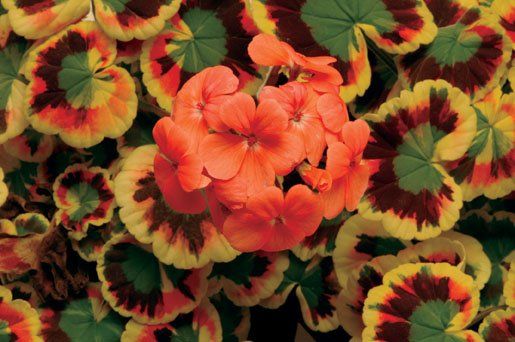 PELARGONIUM<br /><span>Muşcate Cu Frunze Colorate</span>
