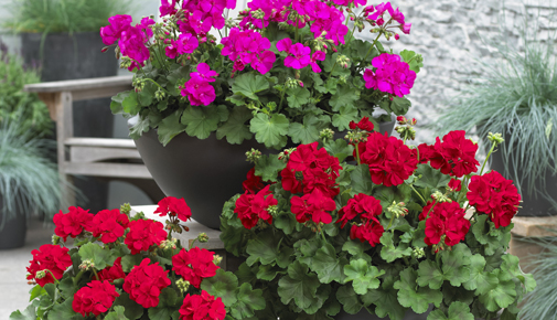 PELARGONIUM<br /><span>Mușcate, Hibrizi Interspecifici</span>