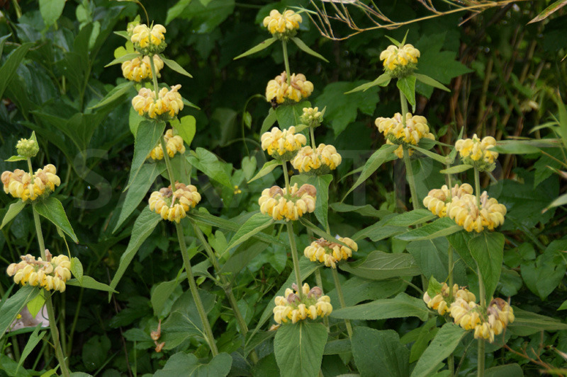 PHLOMIS