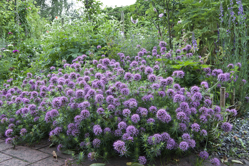 PHUOPSIS