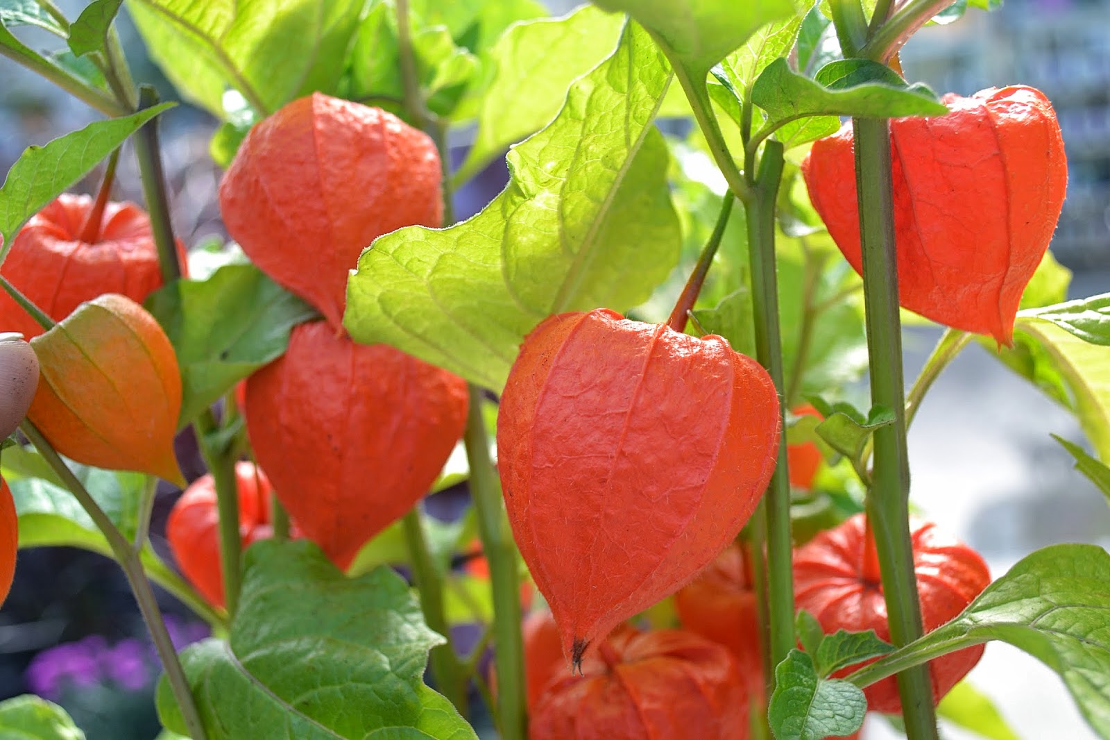 PHYSALIS