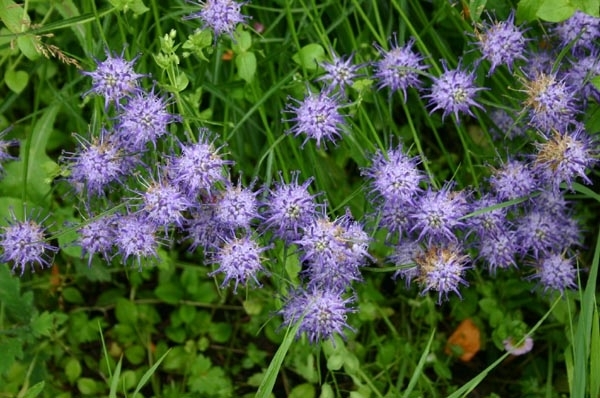 PHYTEUMA