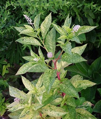 PHYTOLACCA