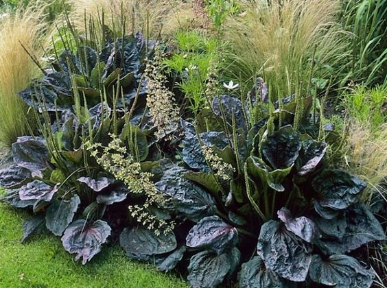 PLANTAGO