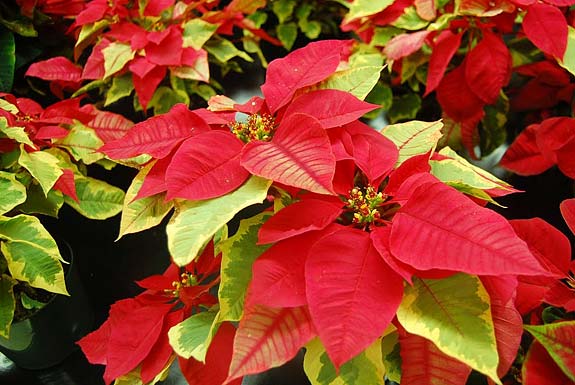 POINSETTIA