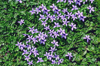 PRATIA
