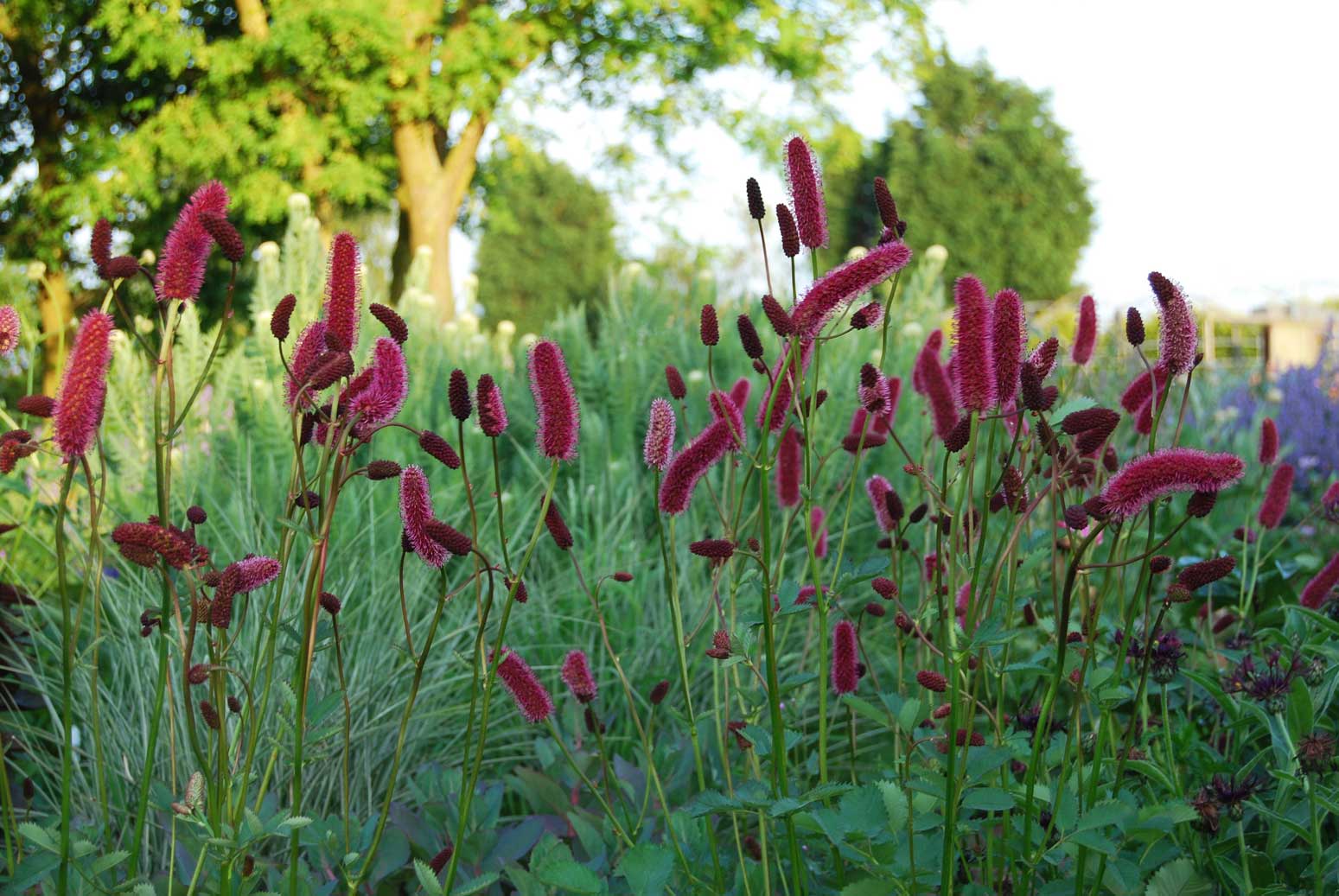 SANGUISORBA