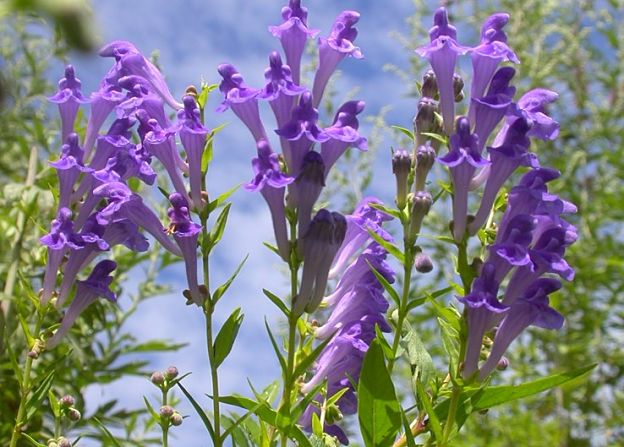 SCUTELLARIA