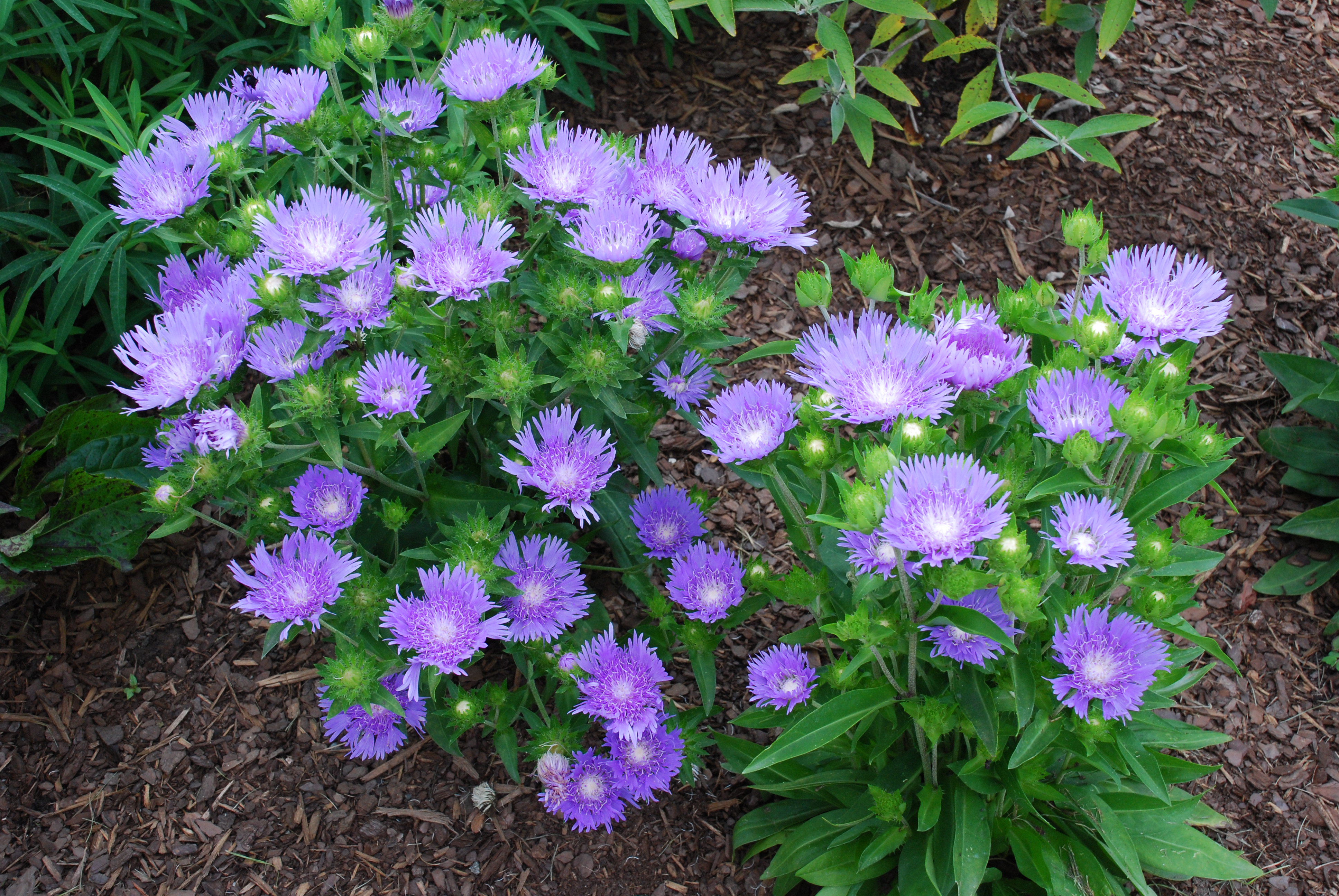 STOKESIA