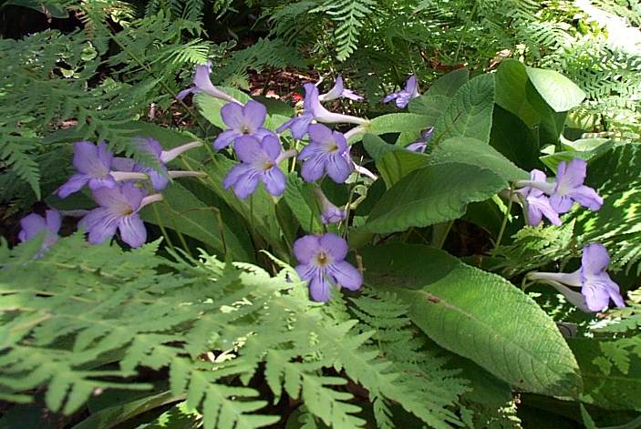 STREPTOCARPUS