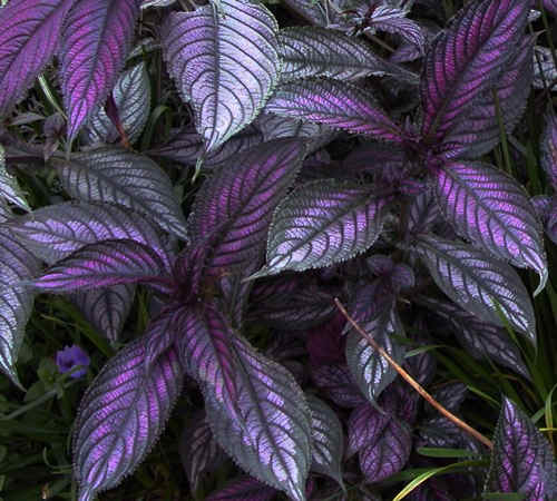 STROBILANTHES