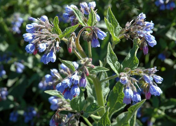 SYMPHYTUM