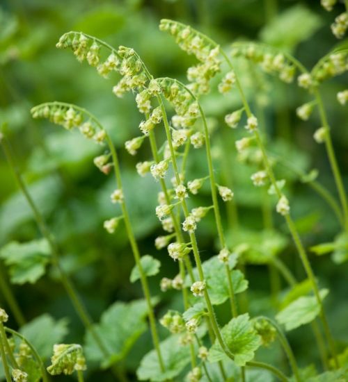 TELLIMA