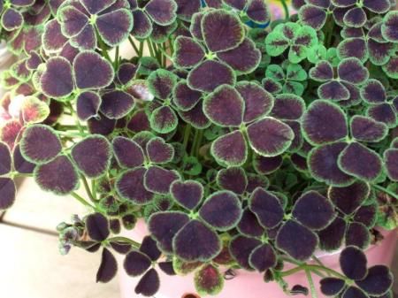 TRIFOLIUM