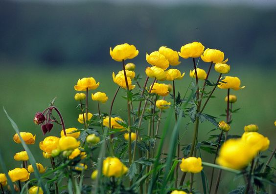 TROLLIUS
