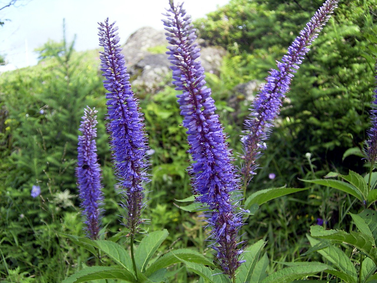 VERONICASTRUM
