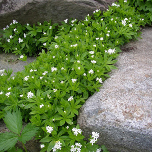 WALDSTEINIA