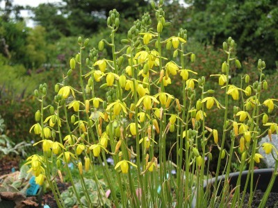 ALBUCA